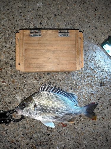 碧南海釣り公園