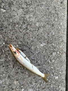 カマスの釣果