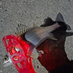 セイゴ（タイリクスズキ）