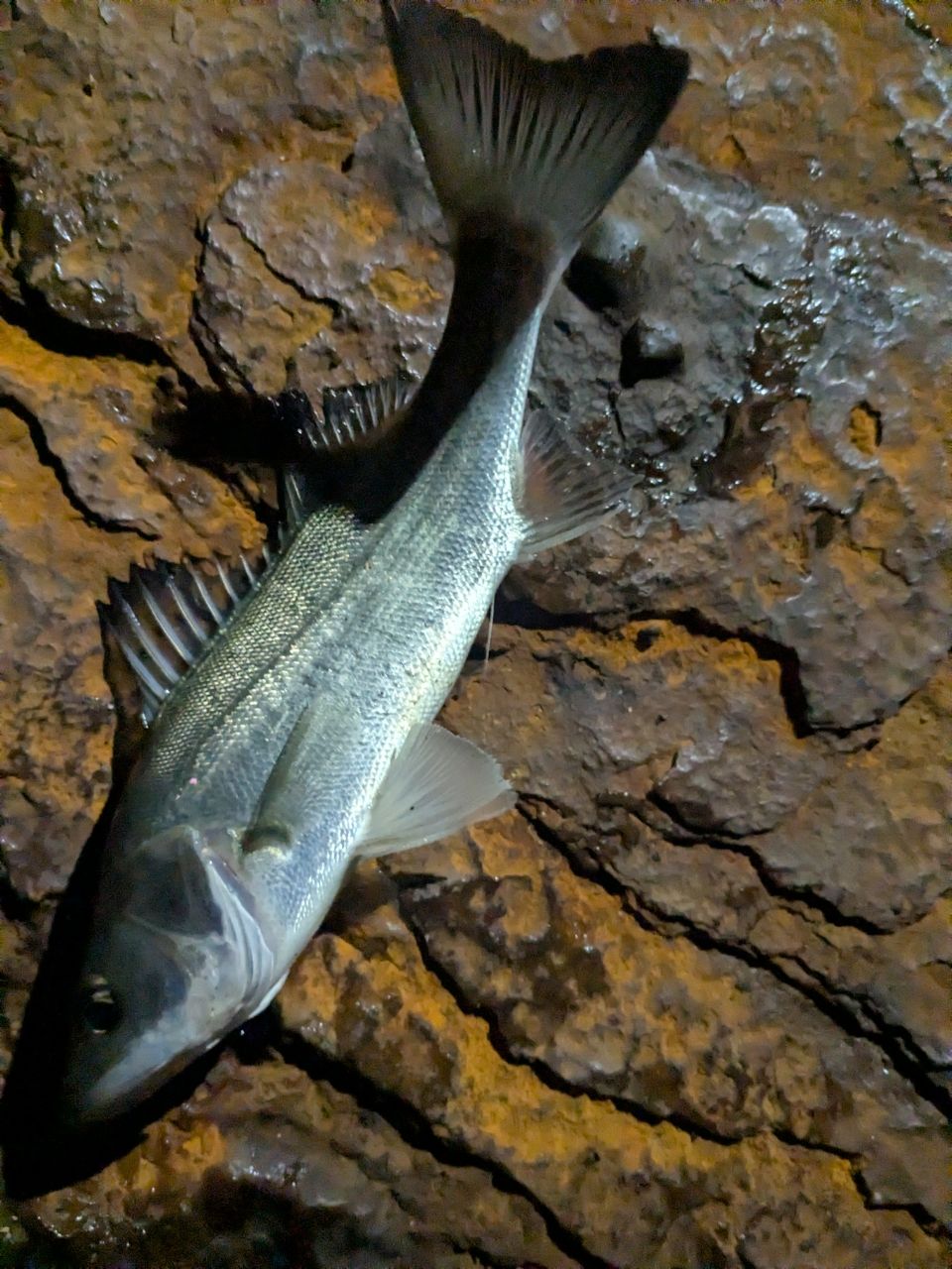 セイゴ（タイリクスズキ）