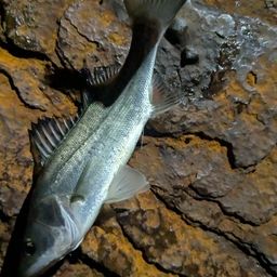 セイゴ（タイリクスズキ）