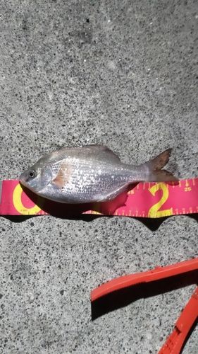 ウミタナゴの釣果