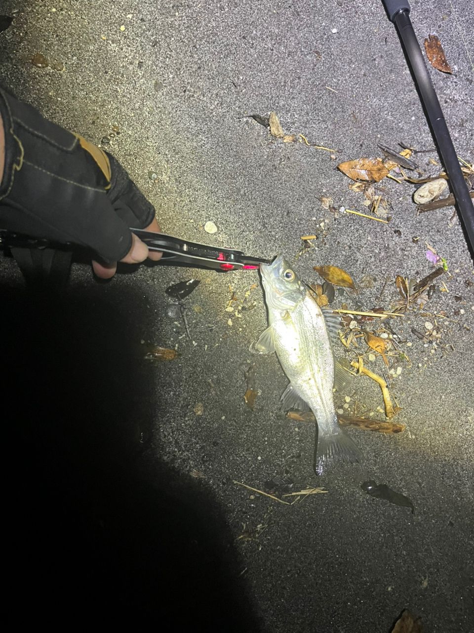 セイゴ（ヒラスズキ）