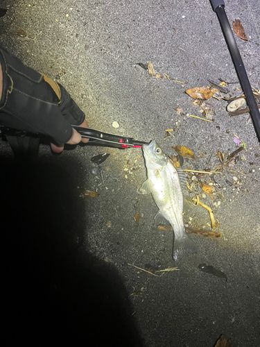 セイゴ（ヒラスズキ）の釣果