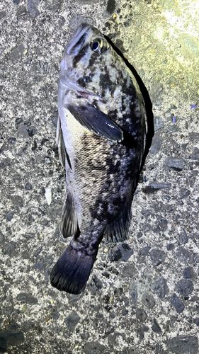 三陸海岸（青森）