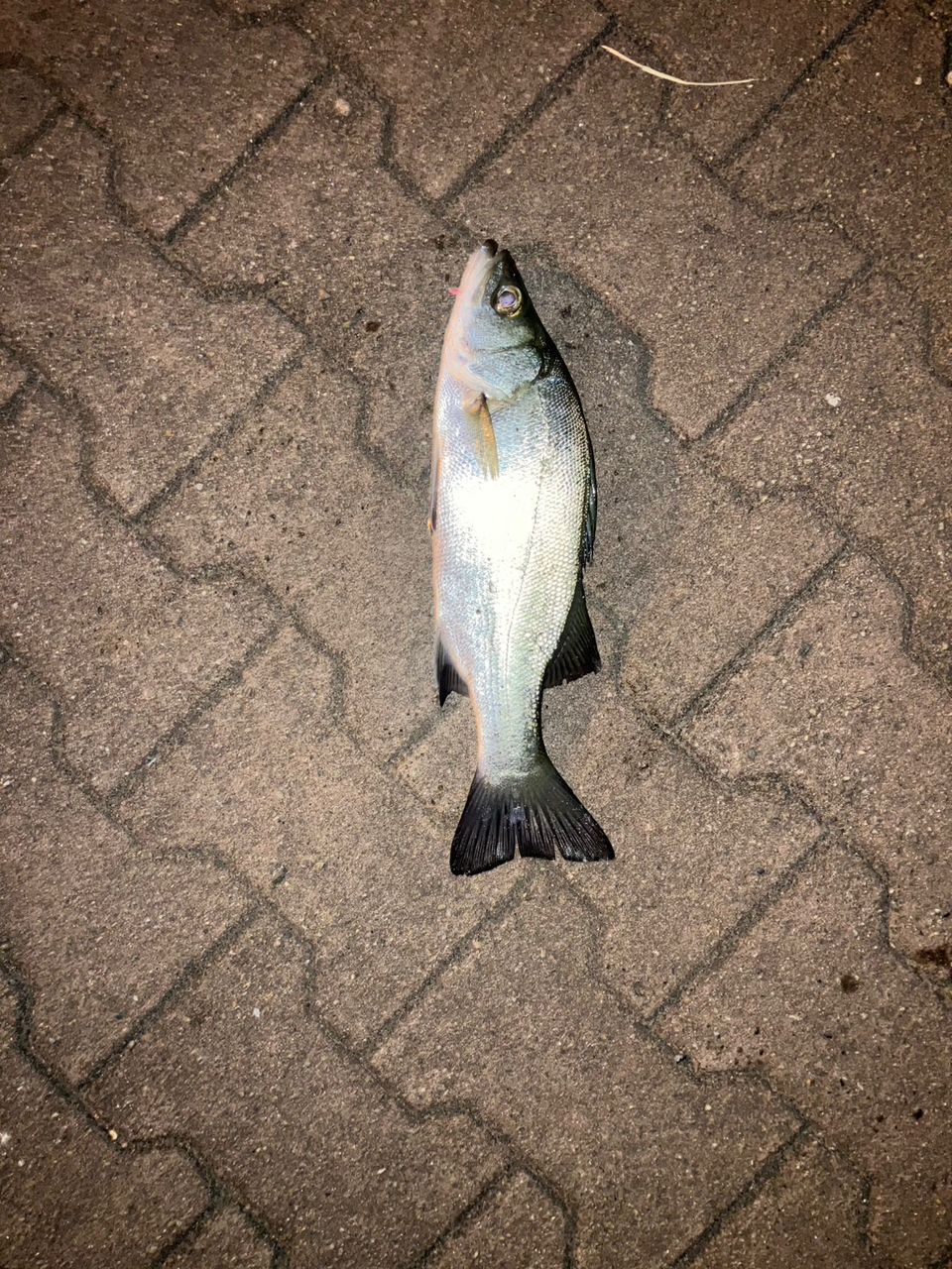 セイゴ（ヒラスズキ）