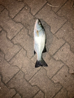 セイゴ（ヒラスズキ）の釣果