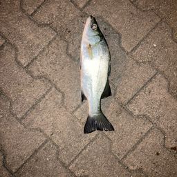 セイゴ（ヒラスズキ）