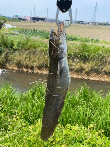 ナマズの釣果