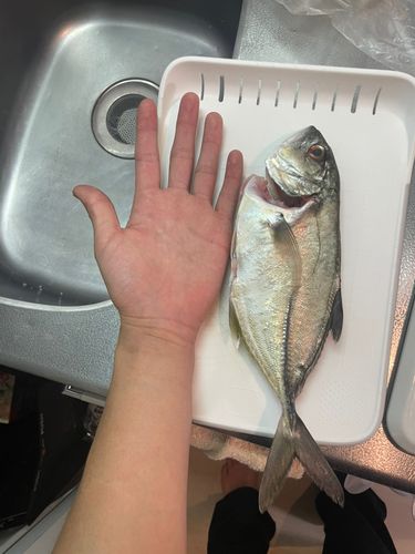 内浦湾（鴨川）