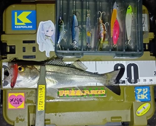 シーバスの釣果