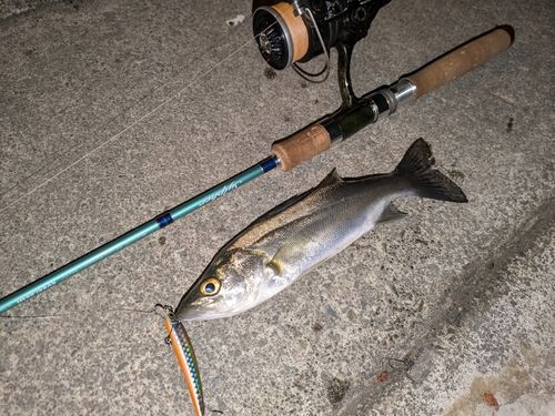 セイゴ（マルスズキ）の釣果