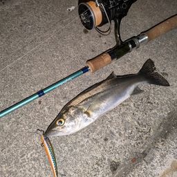 セイゴ（マルスズキ）