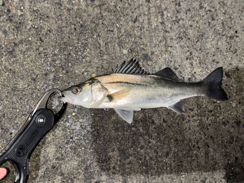 セイゴ（マルスズキ）の釣果