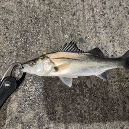 セイゴ（マルスズキ）