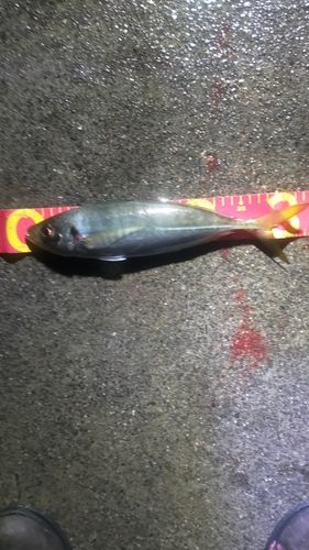 マアジの釣果