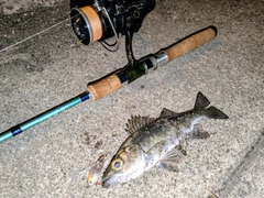 セイゴ（ヒラスズキ）の釣果