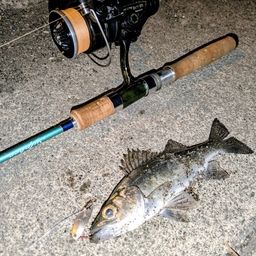 セイゴ（ヒラスズキ）