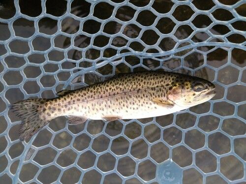 ハーブの里 フィッシングエリア