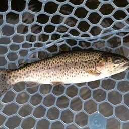 レインボートラウト