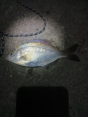 東京湾（アクアライン〜富津）