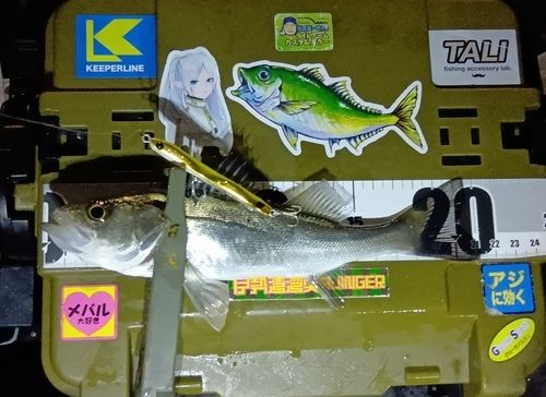 シーバスの釣果