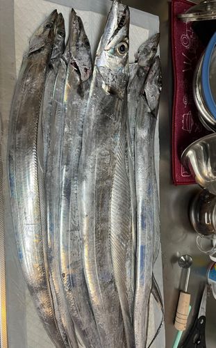 タチウオの釣果