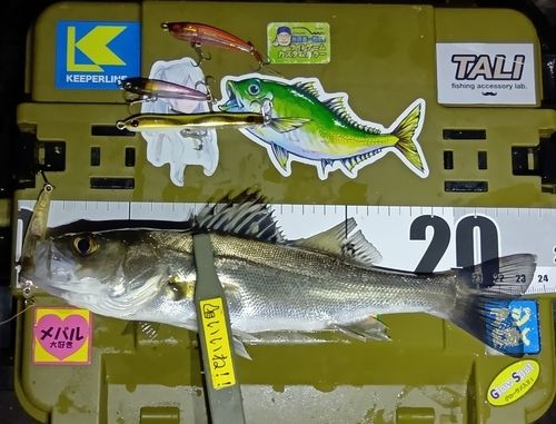 シーバスの釣果