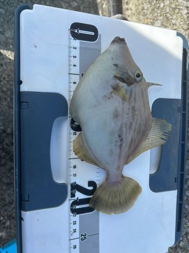 周防大島（屋代島）