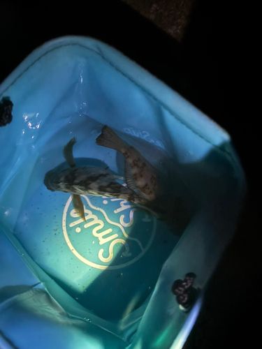 シロメバルの釣果