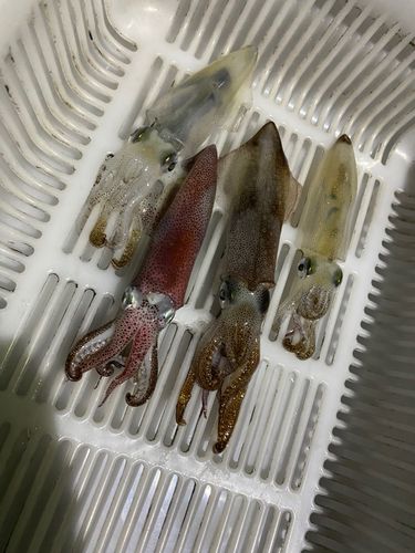 三陸海岸（岩手）