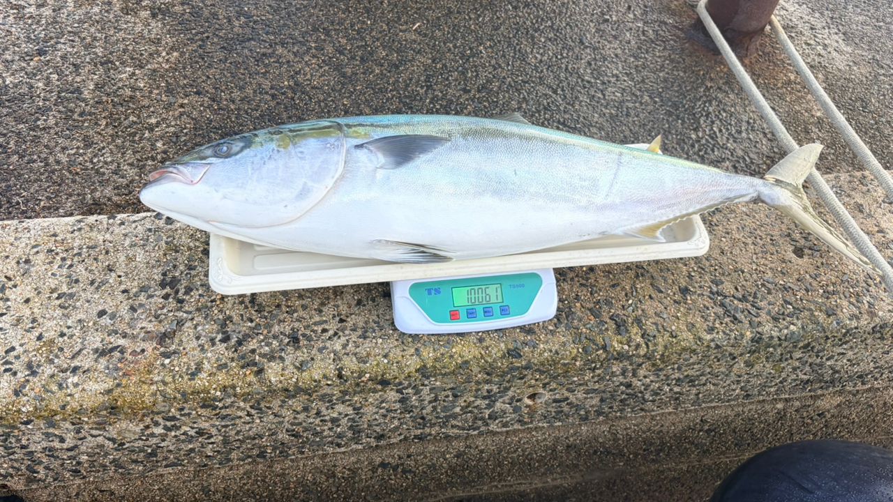 ZENAQ フォキート イカリ FB63-3の最安値・インプレ・釣果 | 本音の