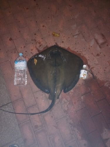 エイの釣果