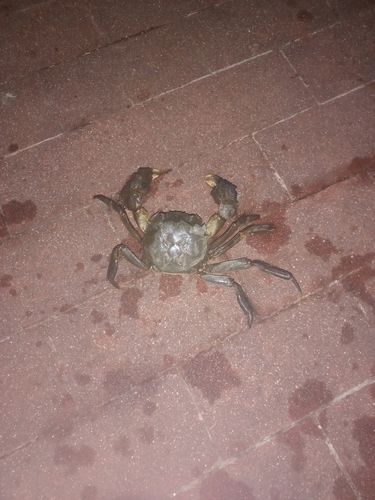 豊洲ぐるり公園