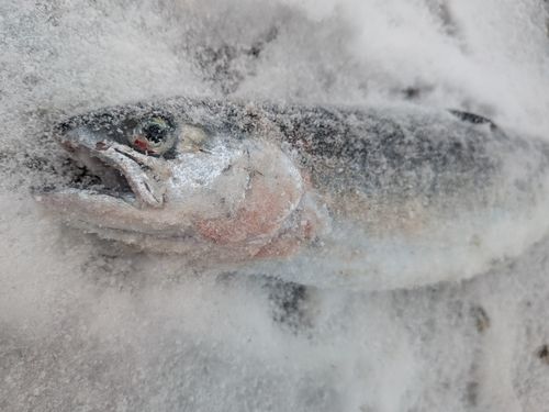 サクラマスの釣果