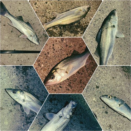 シーバスの釣果