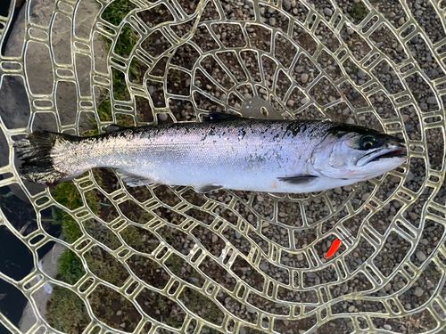 サクラマスの釣果