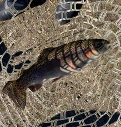 ニジマスの釣果