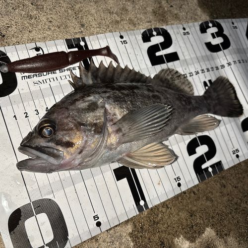 クロソイの釣果