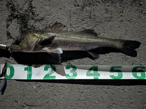 東京湾（アクアライン〜富津）