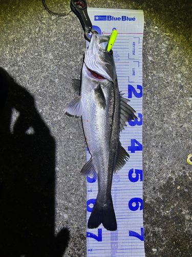 シーバスの釣果