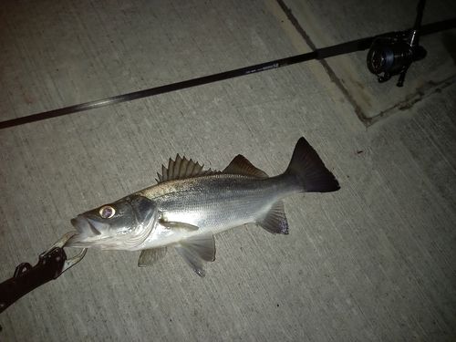 ヒラスズキの釣果