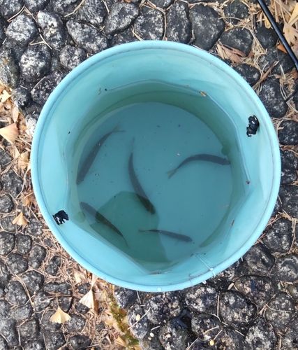 オイカワの釣果