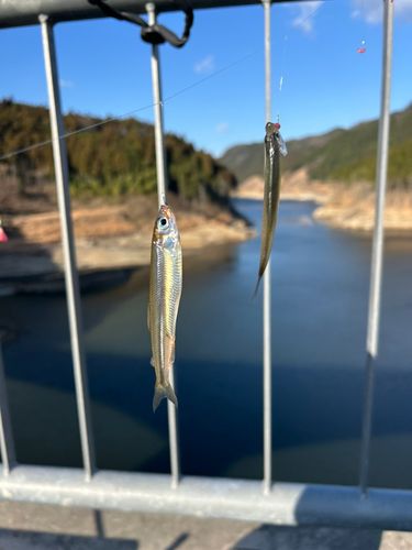 ワカサギの釣果