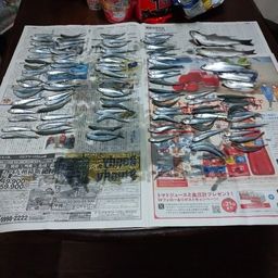 トウゴロウイワシ