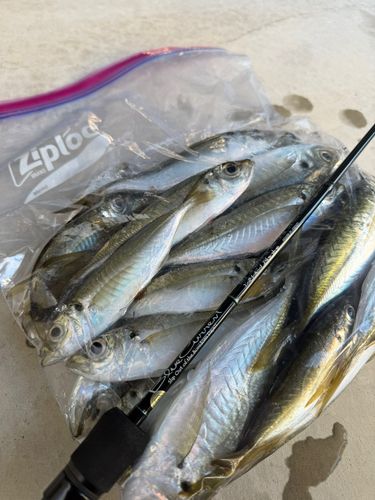 マアジの釣果
