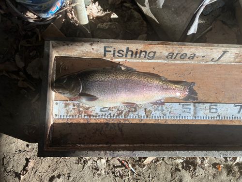 ニジマスの釣果