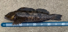 アイナメの釣果