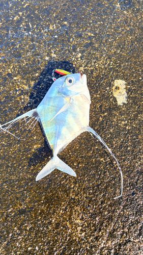 イトヒキアジの釣果