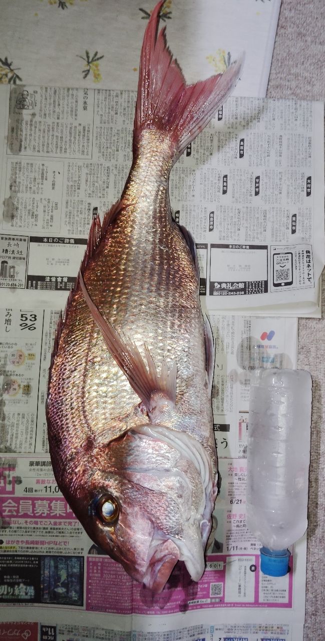 釣り初心者筋肉界隈 さんの 2026年01月07日のタイの釣り・釣果情報